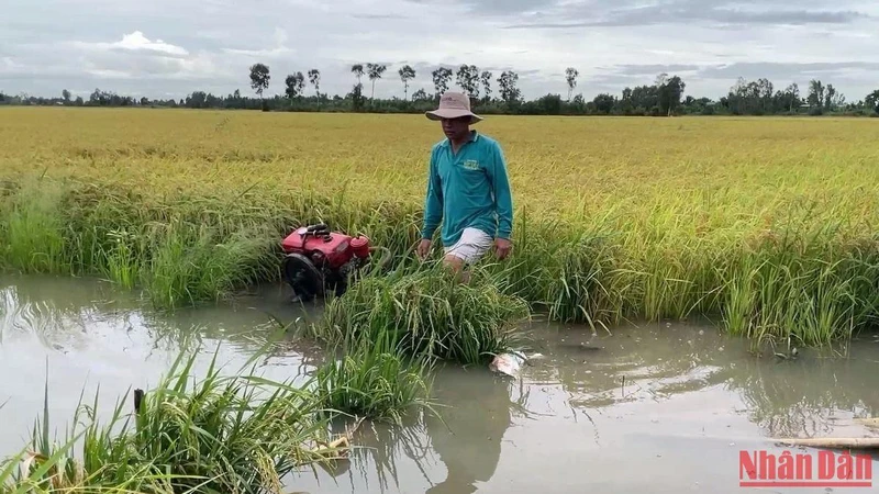 Người dân đặt máy bơm để bơm nước cứu lúa.