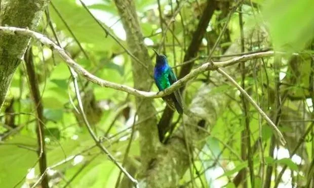 Đây mới chỉ là lần thứ ba loài chim ruồi Santa Marta sabrewing được nhìn thấy trong tự nhiên. (Ảnh: Yurgen Vega/Selva/ProCAT)