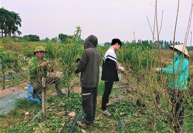 Tập trung chuẩn bị cho đào nở hoa. (Ảnh: Minh Minh)