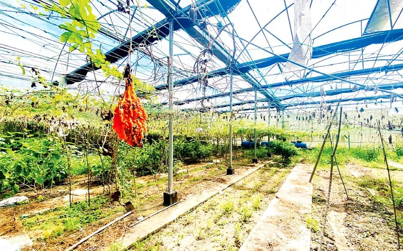 Nhà màng, nhà lưới thuộc Dự án đầu tư xây dựng mô hình thực nghiệm sản xuất rau an toàn theo phương pháp thủy canh trên 1.000m2, ngân sách 1,5 tỷ đồng, bị hư hỏng, bỏ hoang sau thời gian ngắn hoạt động. 