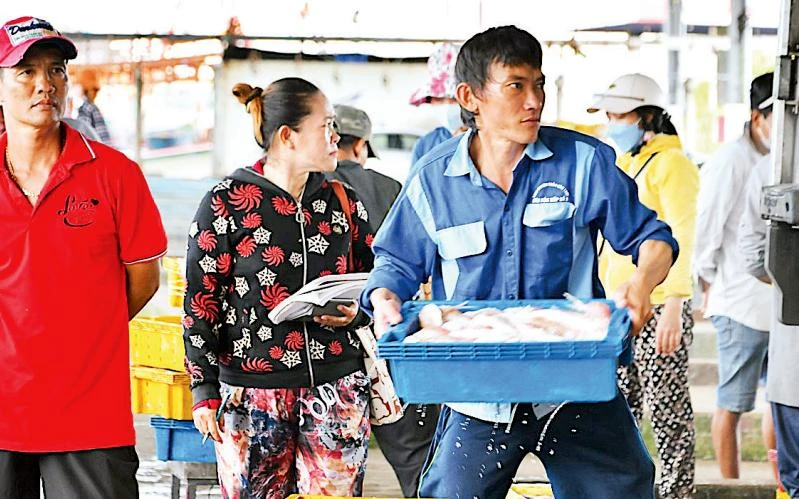 Phần lớn hải sản sau khai thác ở biển Cà Mau đều qua cảng, được kiểm soát chặt về truy xuất nguồn gốc. 