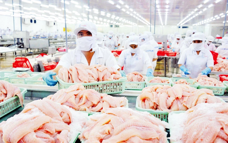 Chế biến cá tra tại doanh nghiệp IDI, Tập đoàn Sao Mai. (Ảnh LÊ HOÀNG VŨ) 