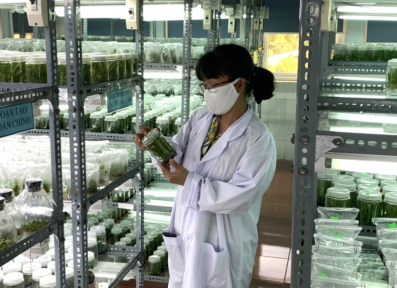Viện Khoa học kỹ thuật nông-lâm nghiệp Tây Nguyên nghiên cứu nhân giống sâm Ngọc Linh