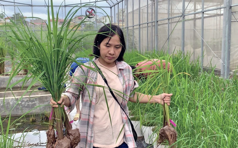 Nghiên cứu sinh tham gia thí nghiệm về chỉnh sửa hệ gen trên cây lúa. 