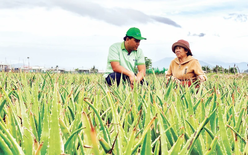 Bà Trương Thị Phượng (bên phải) liên kết trồng nha đam cho doanh nghiệp Thành phố Hồ Chí Minh bảo đảm đầu ra ổn định. 