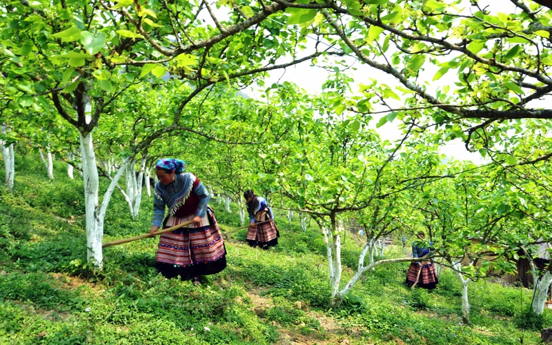 Giống lê Tai Nung VH6 do Trung tâm giống Lào Cai trồng khảo nghiệm thành công, đem lại hiệu quả kinh tế cao cho đồng bào dân tộc thiểu số Lào Cai. (Ảnh QUỐC HỒNG) 