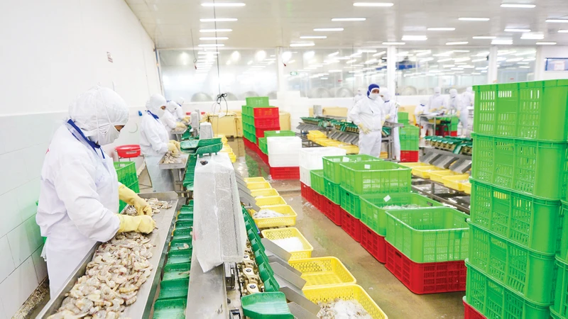 Chế biến thủy sản xuất khẩu ở Công ty CP Thủy sản Cafatex (Hậu Giang). Ảnh: Trần Quốc 