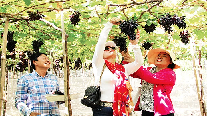 Trang trại nho Hoàng Yến của nông dân Tống Minh Hoàng ở xã Phước Thuận, huyện Ninh Phước. 