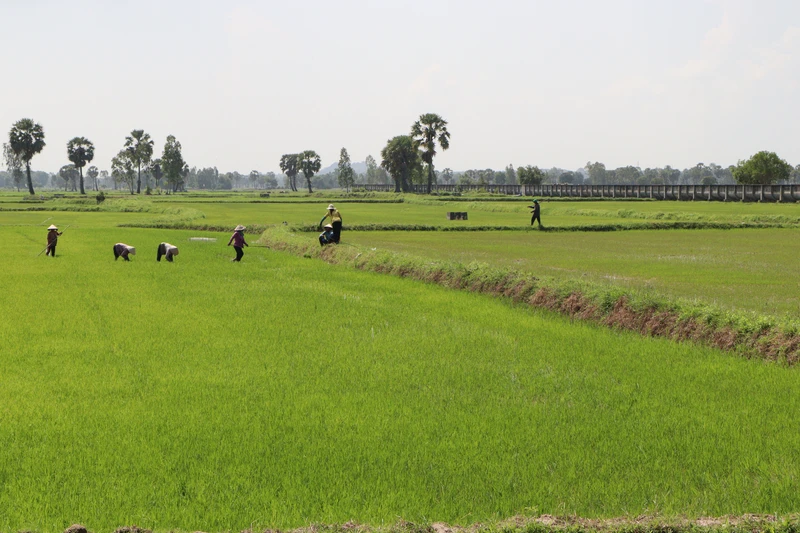 Nông dân Khmer canh tác lúa trên xã An Cư