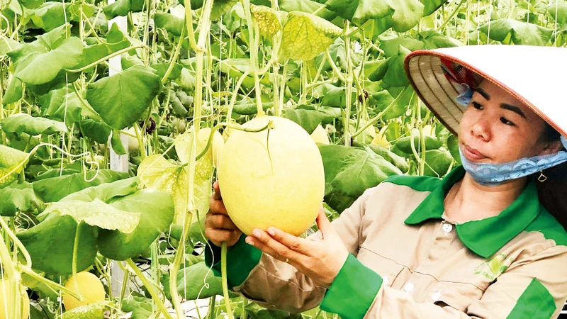 Sản phẩm dưa lưới trồng theo quy trình công nghệ cao ở Đầm Hà đã đem lại hiệu quả kinh tế cao. 