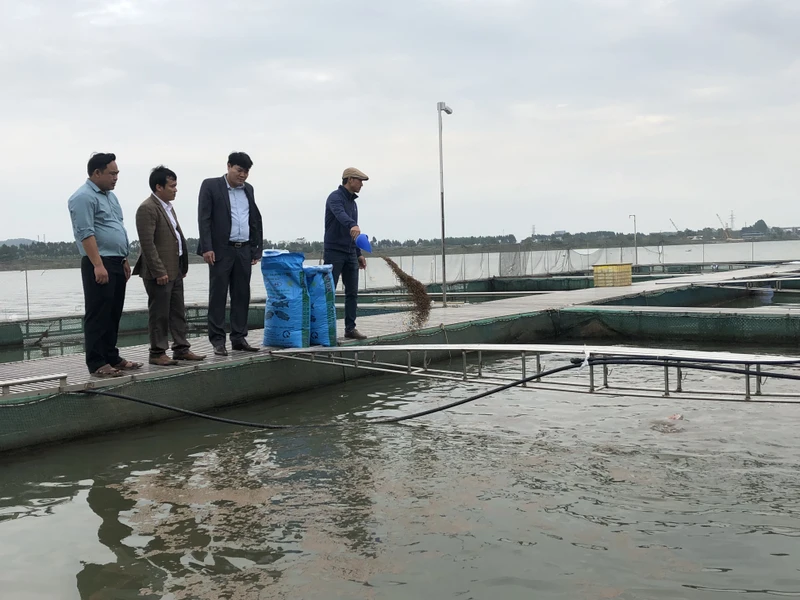 Mô hình nuôi cá lồng tại tỉnh Bắc Ninh. 