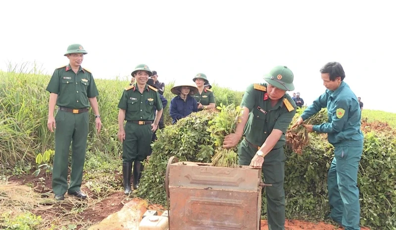 Cán bộ Công ty 72 (Binh đoàn 15) hướng dẫn người dân thu hoạch nông sản. 
