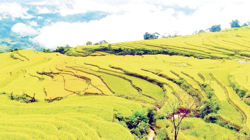 Ruộng bậc thang mùa lúa chín là một trong những sản phẩm du lịch độc đáo của xã Hồng Thái, huyện Na Hang, thu hút du khách xa gần tới tham quan, chiêm ngưỡng. 