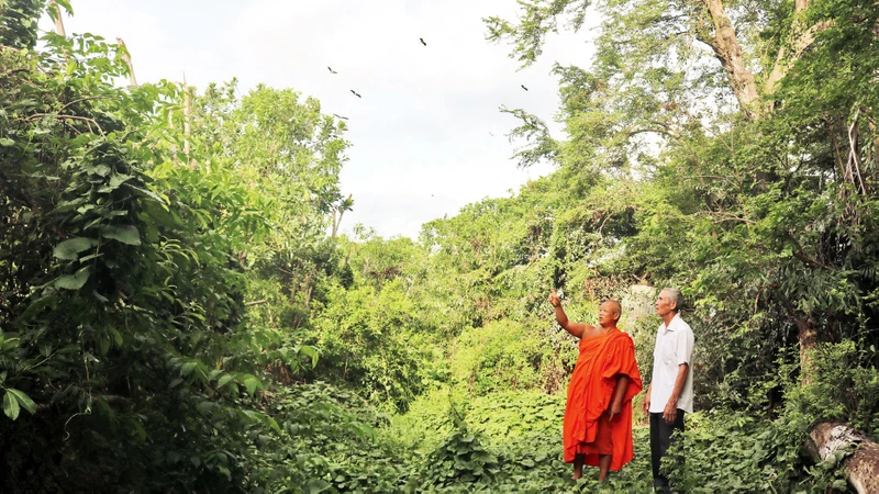 Sư cả trụ trì chùa Khmer ấp Giồng Lớn khảo sát thực địa để trồng thêm cây xanh, tạo môi trường sống cho đàn chim hoang dã. 