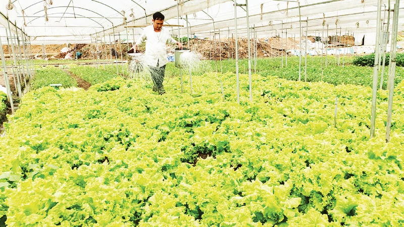 Nông dân Sa Pa chăm sóc rau. (Ảnh VIẾT VINH)