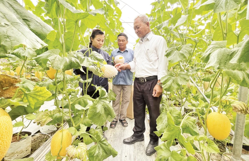 Lãnh đạo Hợp tác xã Tân Minh Đức kiểm tra chất lượng sản phẩm dưa vàng trồng trong nhà màng. 