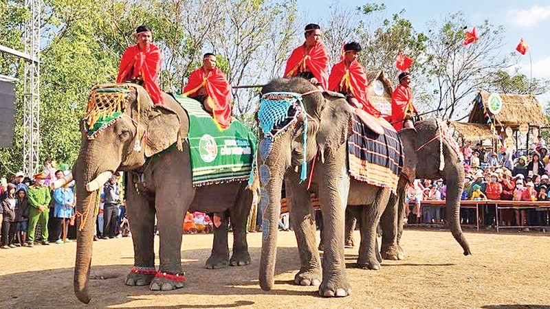 Những con voi tham gia Hội voi Buôn Đôn. 