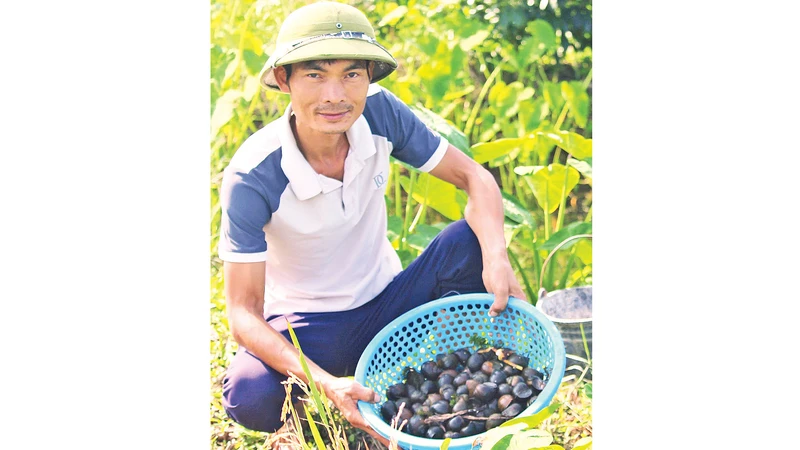 Anh Lê Văn Bách thu hoạch ốc thương phẩm. 