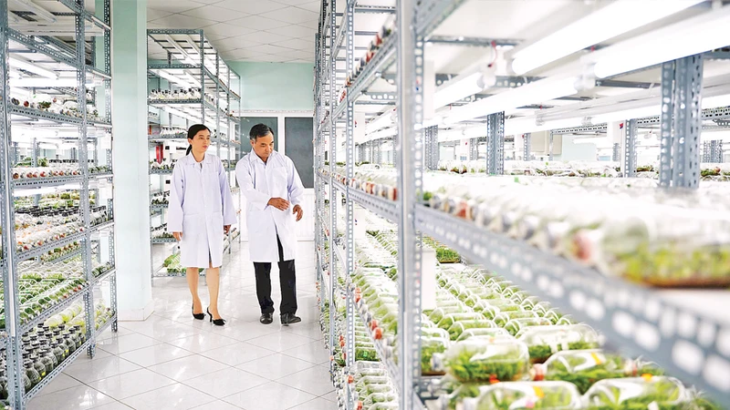 Phòng nhân giống in vitro giống cây trồng Khu Nông nghiệp Công nghệ cao Thành phố Hồ Chí Minh. 
