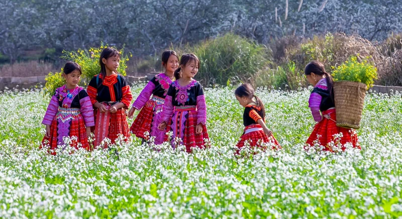 Mùa hoa cải ở cao nguyên Mộc Châu. 