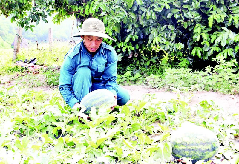 Dưa hấu Trường Định ngọt nổi tiếng.