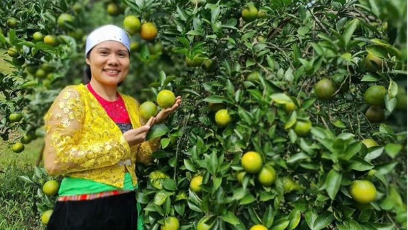 Nữ đảng viên Vũ Thị Lệ Thủy - Giám đốc HTX 3T Farm, thị trấn Cao Phong (Hòa Bình) giới thiệu sản phẩm cam chất lượng cao để bán ra thị trường.
