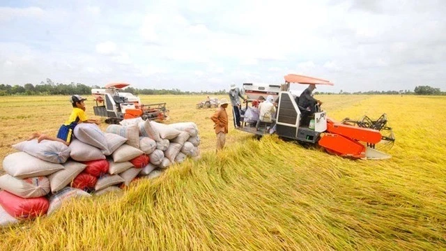 Ngân hàng đẩy mạnh cho vay phục vụ nhu cầu lúa gạo trong năm 2025.