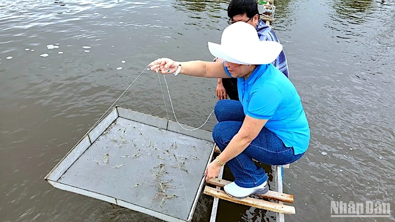 Cà Mau ứng dụng công nghệ mới tuần hoàn nước khép kín vào nuôi tôm thẻ siêu thâm canh.