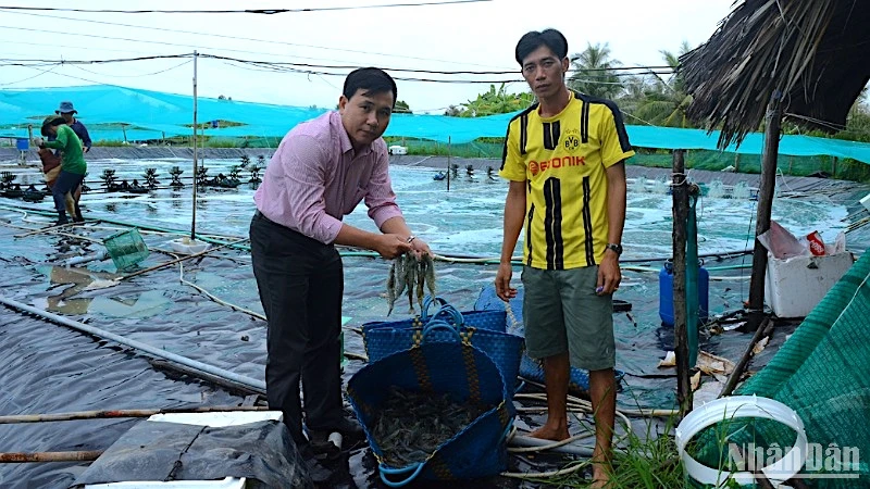 Cà Mau là địa phương có diện tích nuôi tôm lớn nhất cả nước với khoảng 280.000ha. 