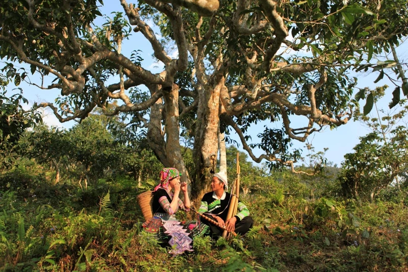 Dưới cây chè shan tuyết cổ thụ vùng cao Suối Giàng, huyện Văn Chấn.
