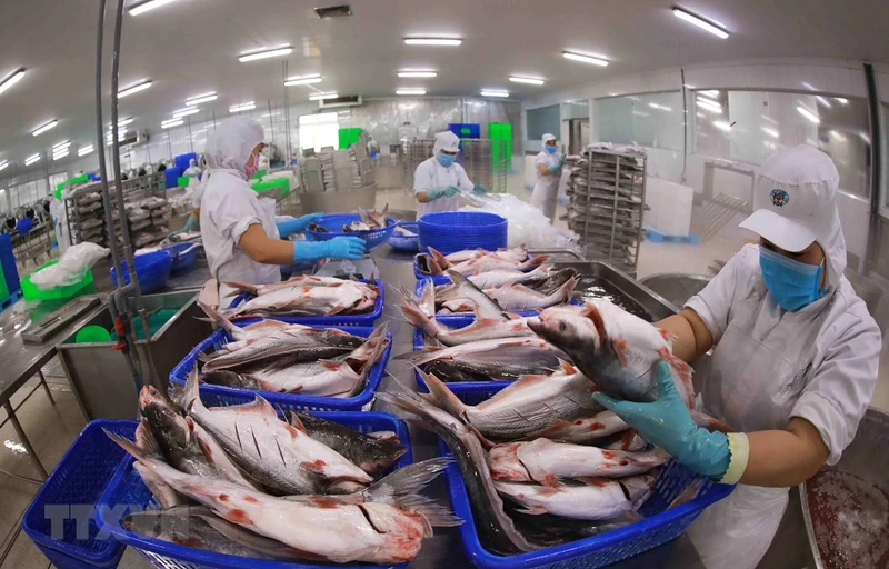 Trong xu hướng sụt giảm chung tới hầu hết các thị trường, Brazil vẫn giữ vị trí là thị trường nhập khẩu lớn thứ tư của cá tra Việt Nam. (Ảnh: TTXVN)