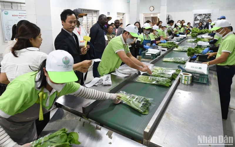 Việt Nam đang làm tốt vai trò lãnh đạo của mình trong chuyển đổi hệ thống lương thực thực phẩm.