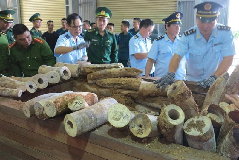 Lô hàng vẩy tê tê, ngà voi nhập lậu qua cảng Tiên Sa (Đà Nẵng) tháng 1/2022.