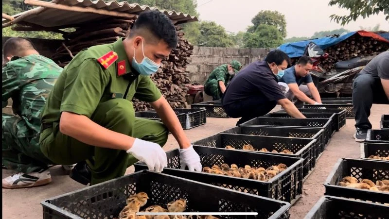 Tình trạng nhập lậu gia cầm trong 9 tháng có chiều hướng tăng mạnh.