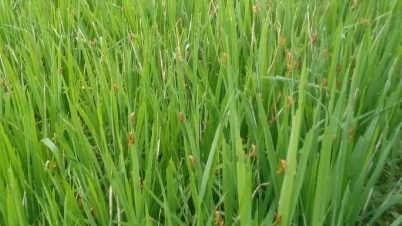 Lên phương án phòng chống dịch châu chấu tre lưng vàng 