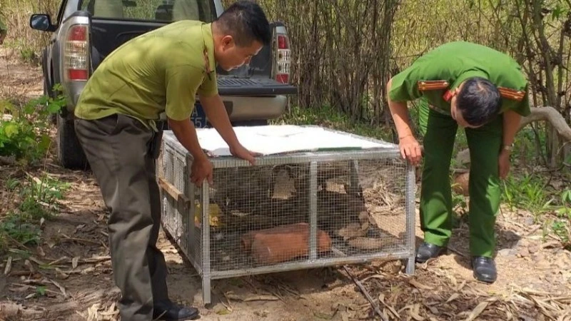 Thời gian qua do chênh lệch về giá cả, lợi nhuận cao nên các đối tượng buôn bán động vật nhập lậu đã thực hiện nhiều thủ đoạn tinh vi để thực hiện hành vi trái pháp luật. 