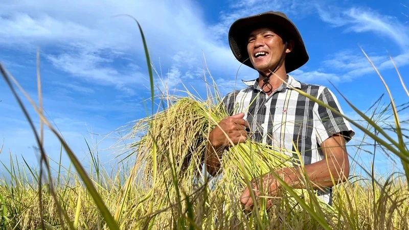 Đề án 1 triệu ha lúa chất lượng, hướng đi phát triển nông nghiệp bền vững.