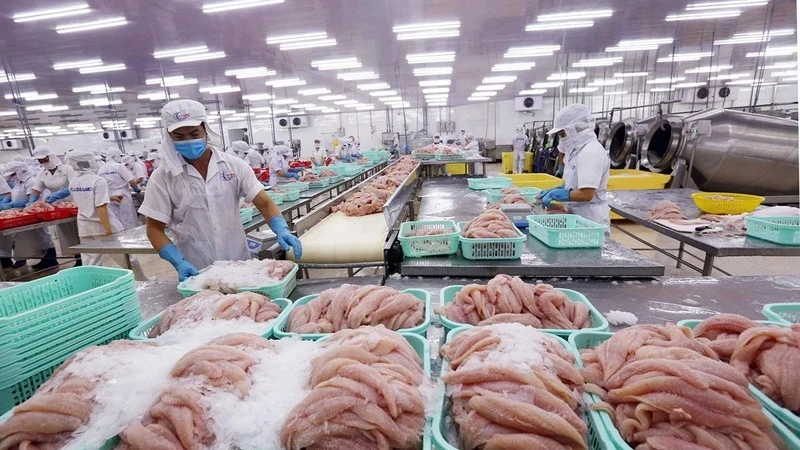 Dù xuất khẩu mạnh mẽ tới hơn 140 quốc gia, cá tra - niềm tự hào của ngành thủy sản Việt Nam - vẫn chưa thể tìm được vị trí xứng đáng trên mâm cơm người Việt.