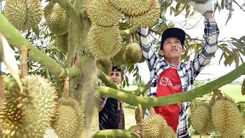Thương lái tuyển lựa sầu riêng tại vườn của bà Nguyễn Thị Hoa, xã Mỹ Thành Bắc, huyện Cai Lậy, tỉnh Tiền Giang để xuất khẩu. (Ảnh: nhandan.vn)