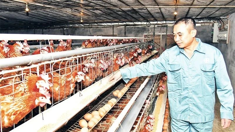 Ứng dụng khoa học công nghệ vào phát triển chăn nuôi gia cầm theo hướng hàng hóa tại xã Cấn Hữu (Quốc Oai) đã mang lại hiệu quả kinh tế cao cho người dân. Ảnh: nhandan.vn.