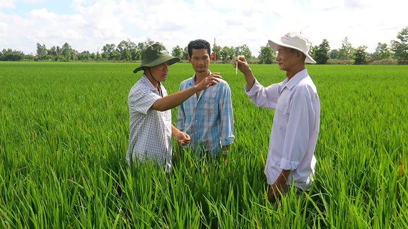 Tổ Khuyến nông cộng đồng xã Vĩnh Thuận Tây, huyện Vị Thủy (Hậu Giang) phát huy vai trò nồng cốt trong thực hiện Đề án.