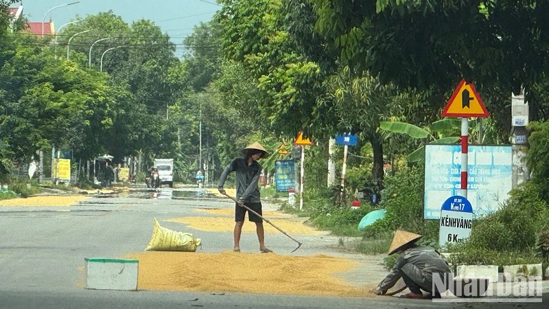 Việc người dân lấn chiếm lòng đường tận dụng làm nơi phơi thóc tiềm ẩn nhiều nguy cơ gây mất an toàn giao thông.
