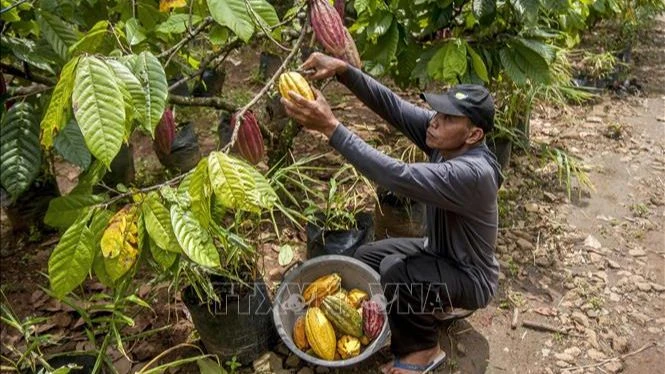Nông dân thu hoạch quả ca-cao tại Yogyakata, Indonesia. (Ảnh: THX/TTXVN)