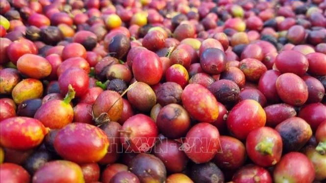 Thu hoạch cà-phê chín sẽ cho trọng lượng và giá bán cao hơn từ 20-50% so với cà-phê xanh. (Ảnh: TTXVN)
