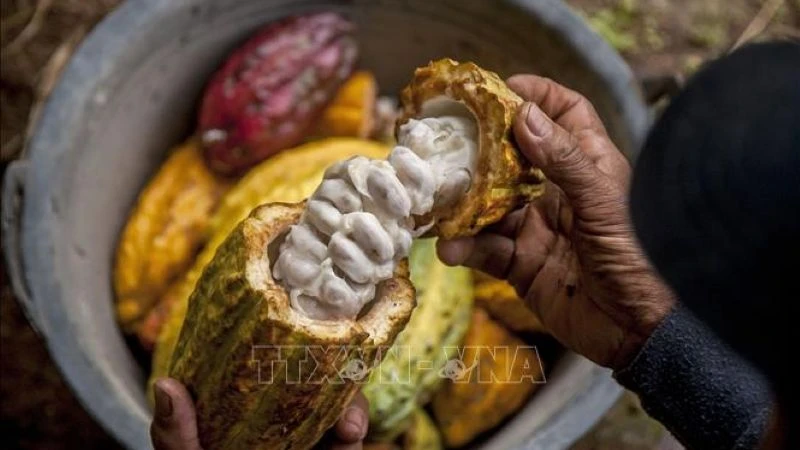 Nông dân thu hoạch quả ca-cao tại Yogyakata, Indonesia. (Ảnh THX/TTXVN)