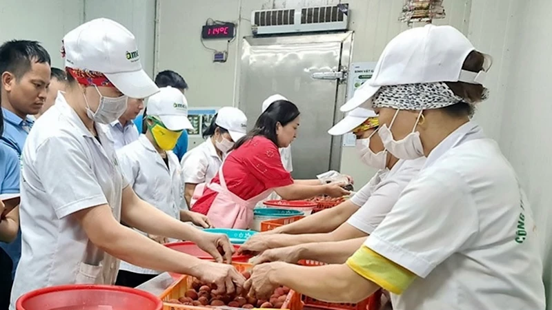 Thực hiện kỹ thuật lên men bảo quản vải thiều ở Công ty cổ phần Ameii Việt Nam.