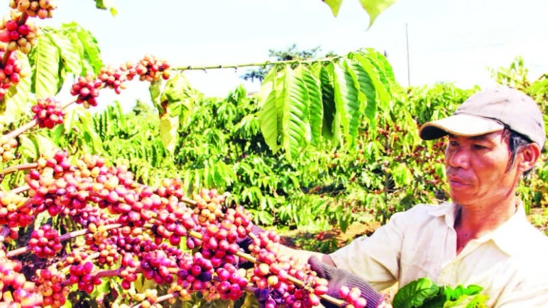 Mùa thu hoạch cà-phê tại huyện Bảo Lâm, tỉnh Lâm Đồng.