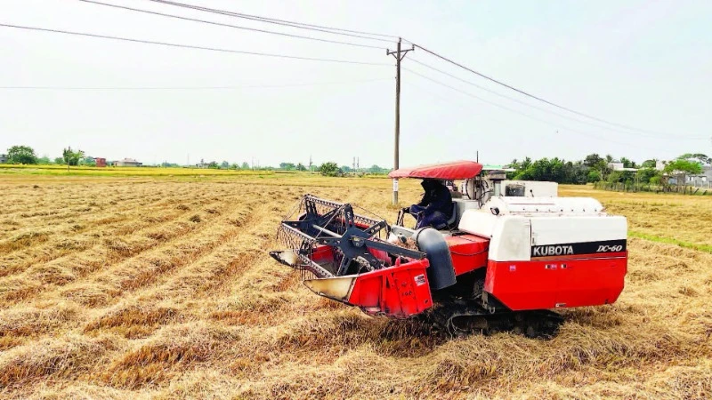 Máy gặt đập liên hợp có thể tiếp cận cánh đồng lúa để thu hoạch.