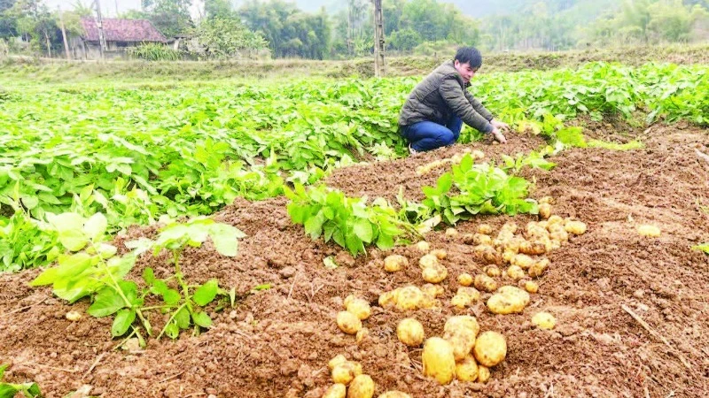Người dân xã Trần Phú, huyện Na Rì thu hoạch khoai tây trồng liên kết sản xuất với hợp tác xã.
