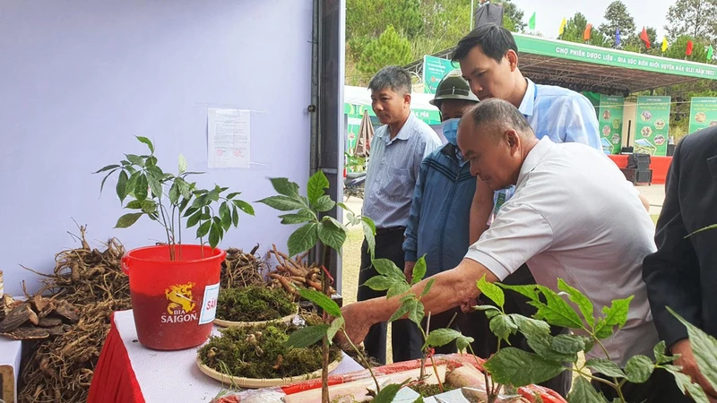 Gian hàng trưng bày, giới thiệu và bán sâm Ngọc Linh thu hút đông đảo người dân tham quan, mua sắm.